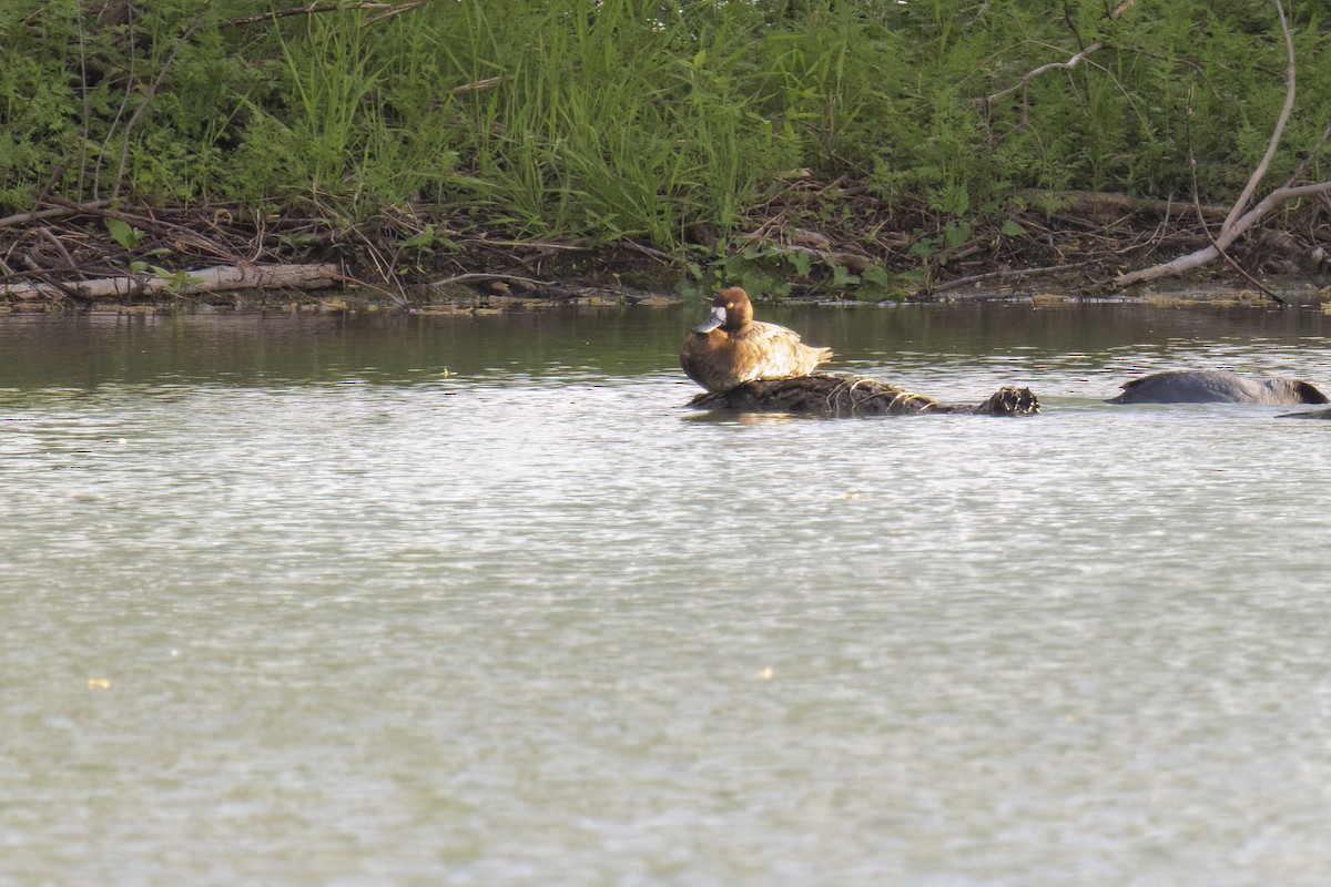 Greater Scaup - Dennis Miller