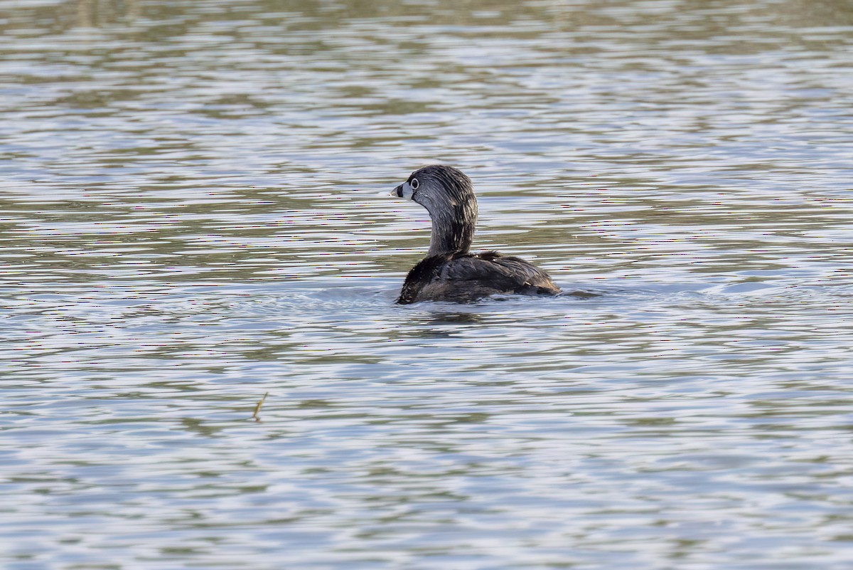 Pied-billed Grebe - Dennis Miller