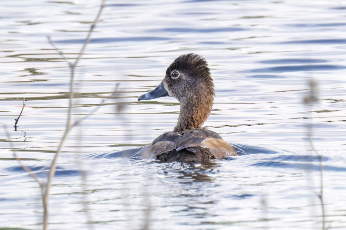 Ring-necked Duck - ML618469163