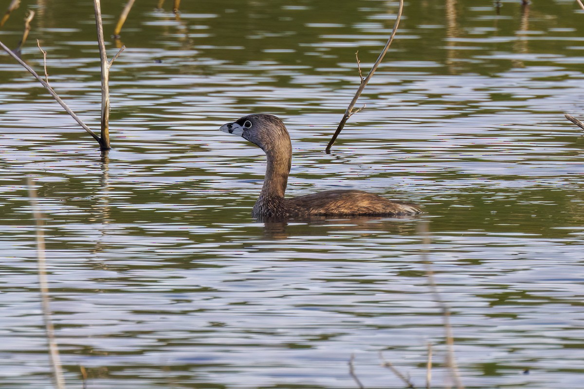 Pied-billed Grebe - ML618469166