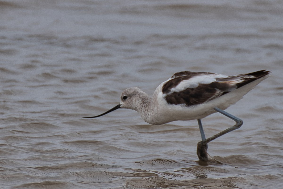 American Avocet - ML618469195