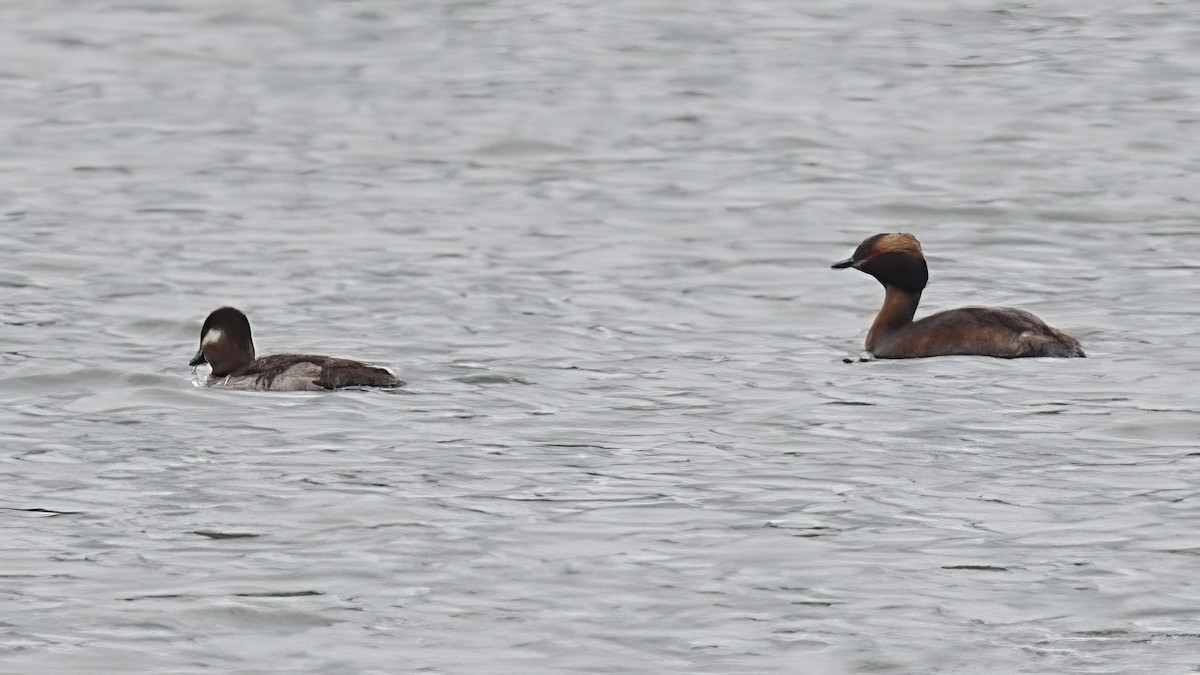 Horned Grebe - Colin Fisher