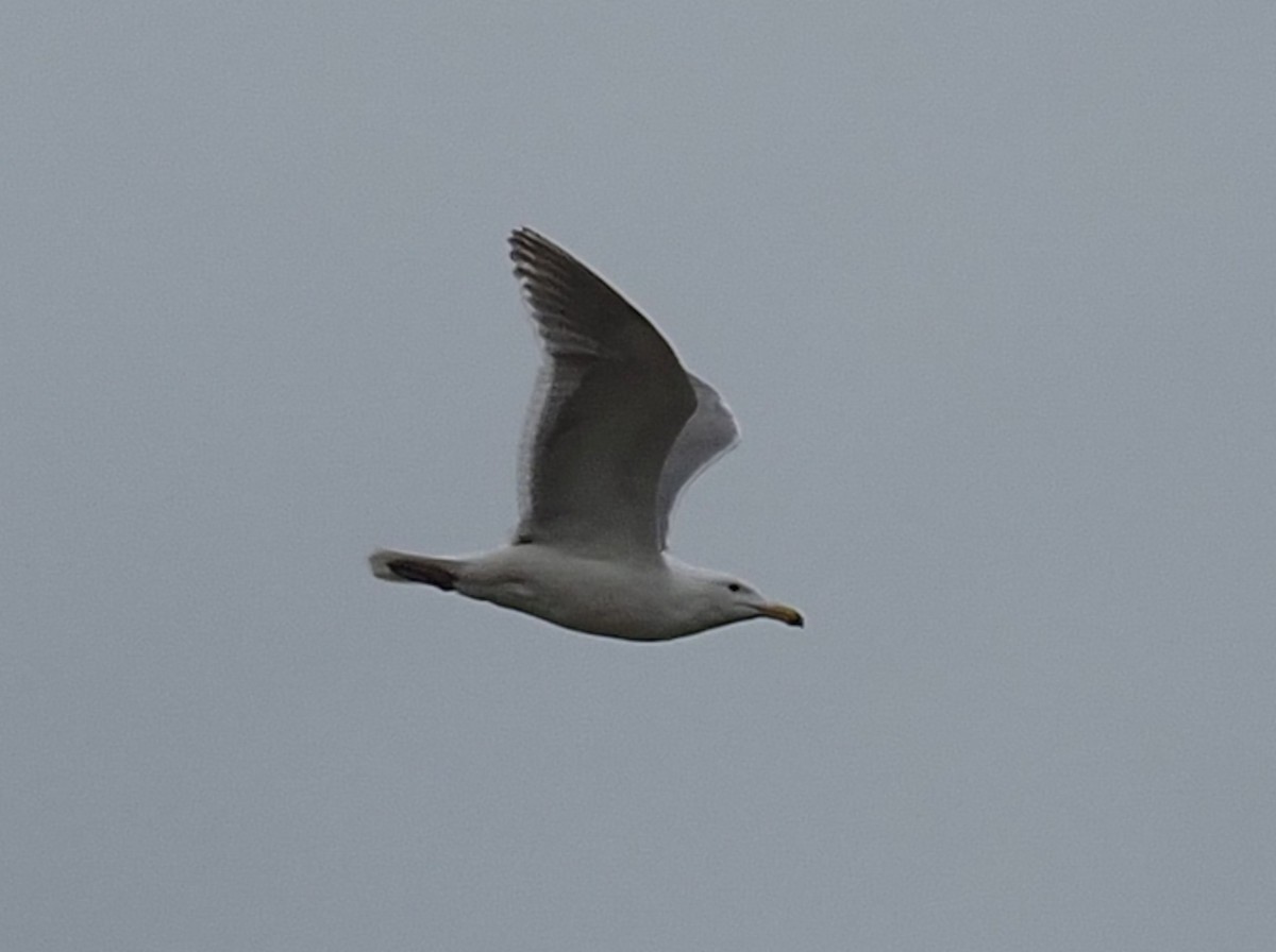 Glaucous-winged Gull - ML618469205