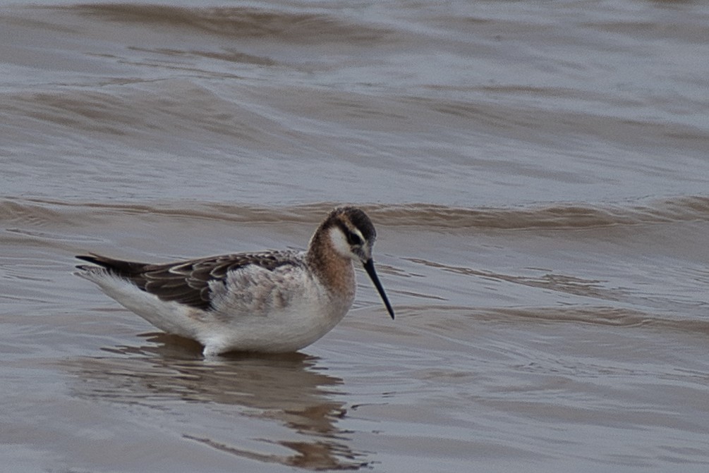 Wilson's Phalarope - ML618469209