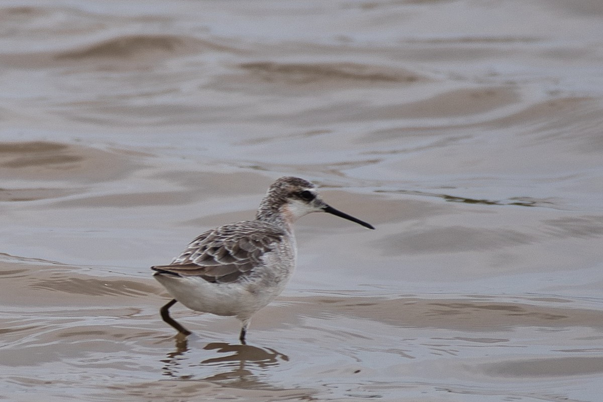 Wilson's Phalarope - ML618469221