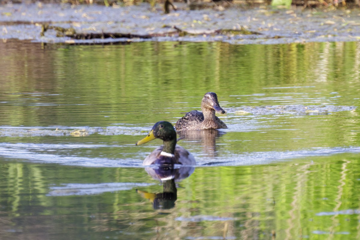 Canard colvert - ML618469223