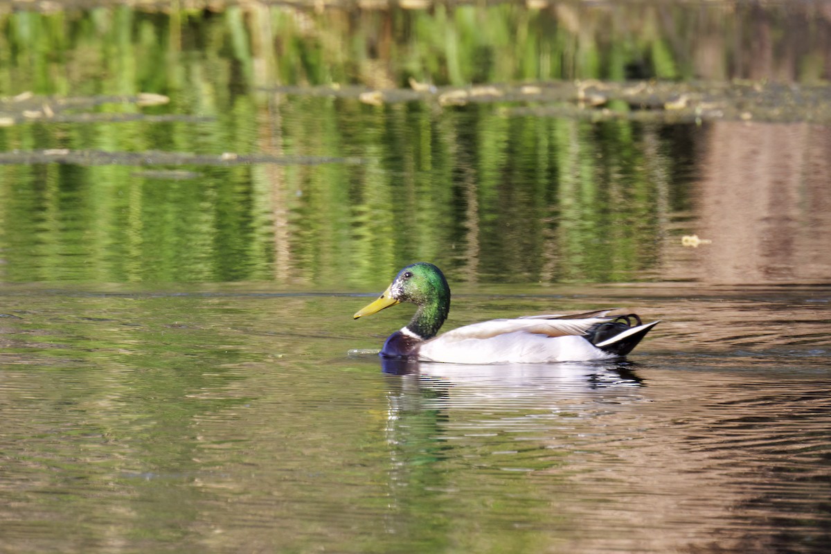 Canard colvert - ML618469226