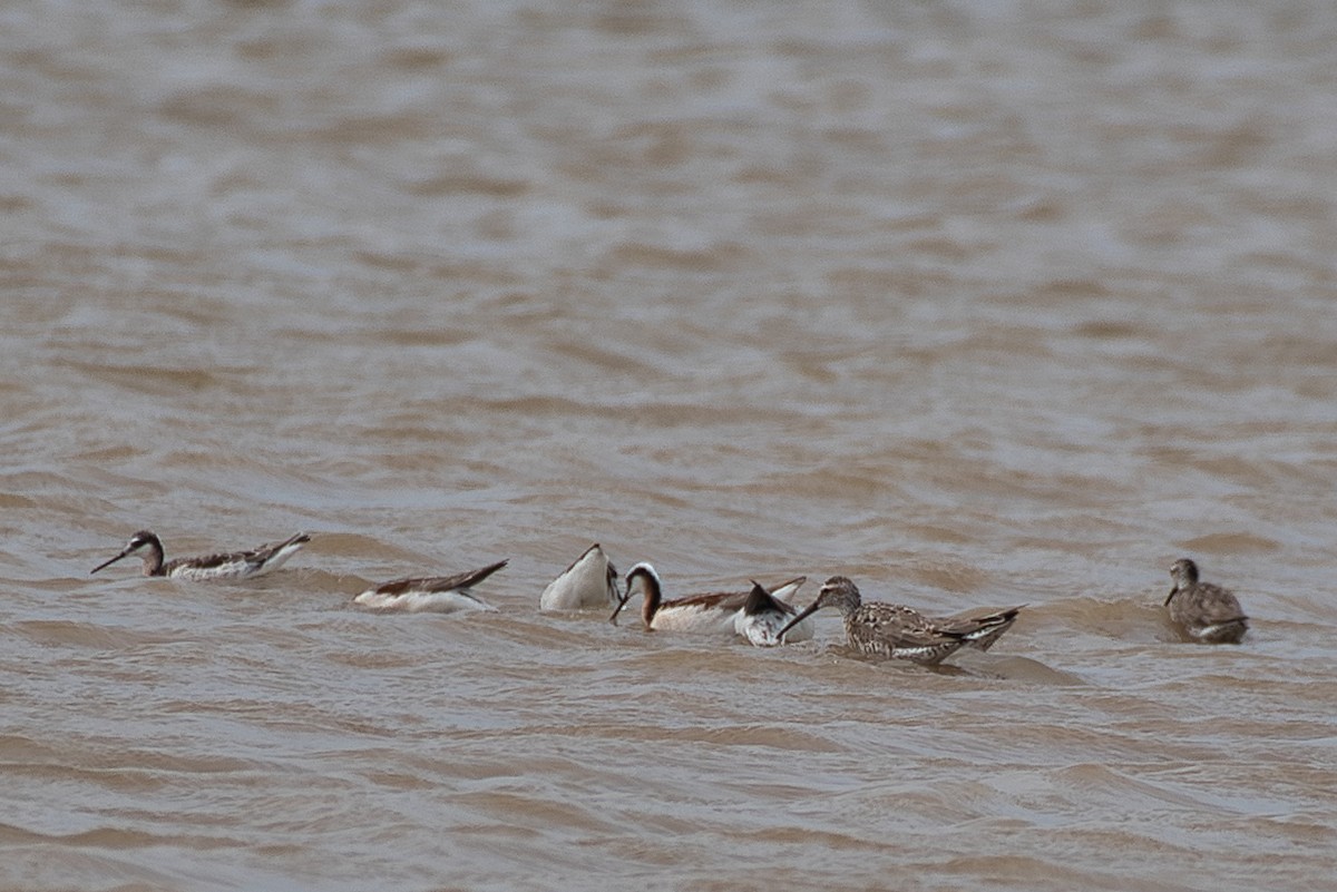 Wilson's Phalarope - ML618469238