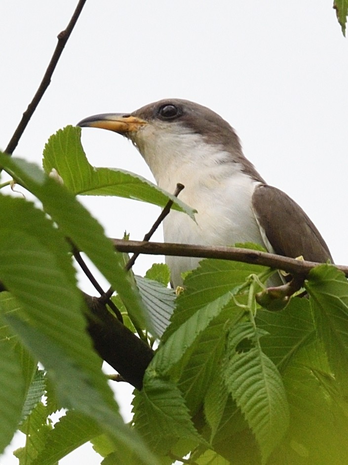 Yellow-billed Cuckoo - Colin Fisher