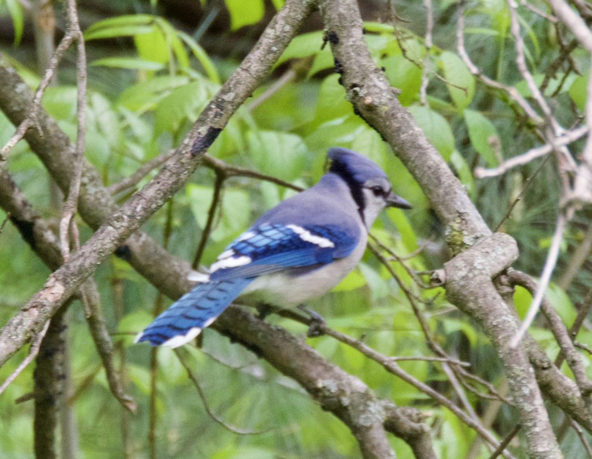 Blue Jay - ML618469243