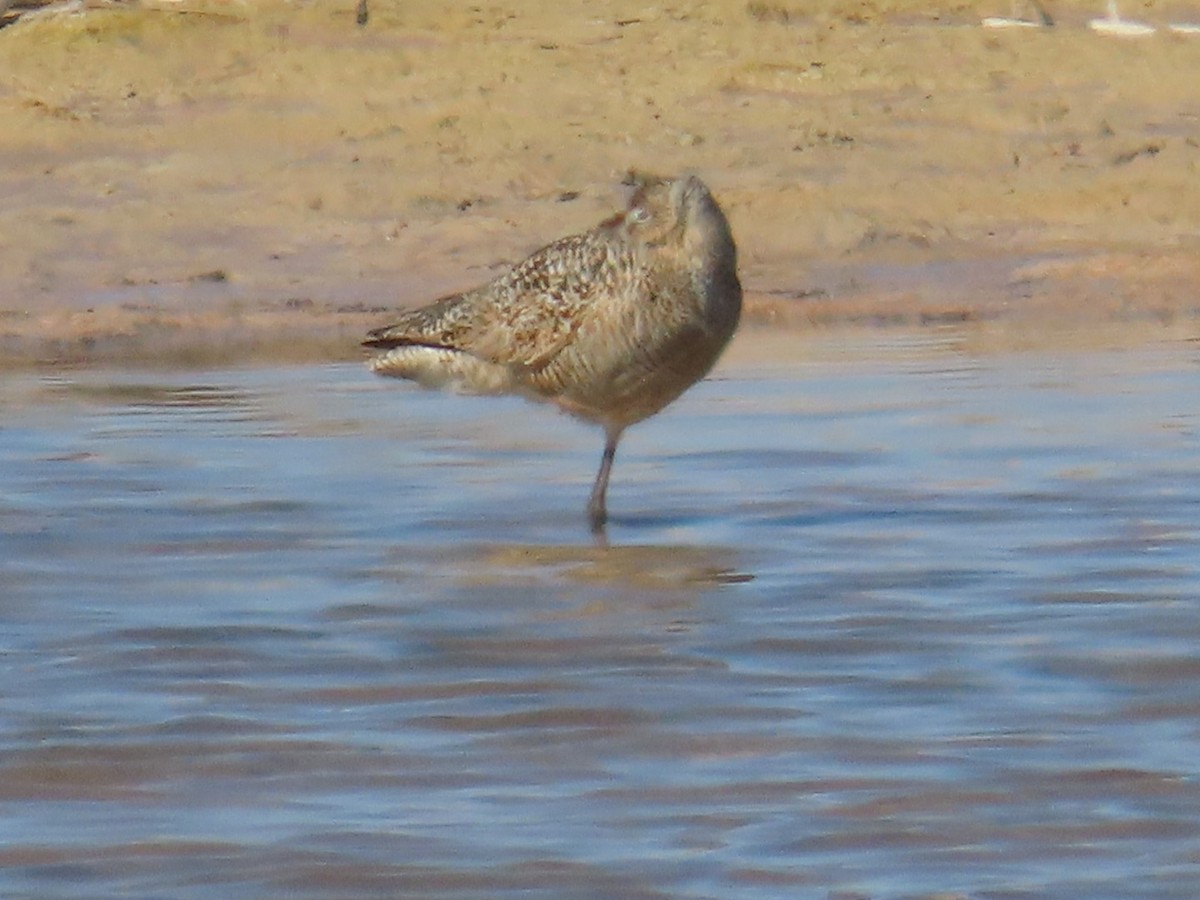 Marbled Godwit - ML618469244