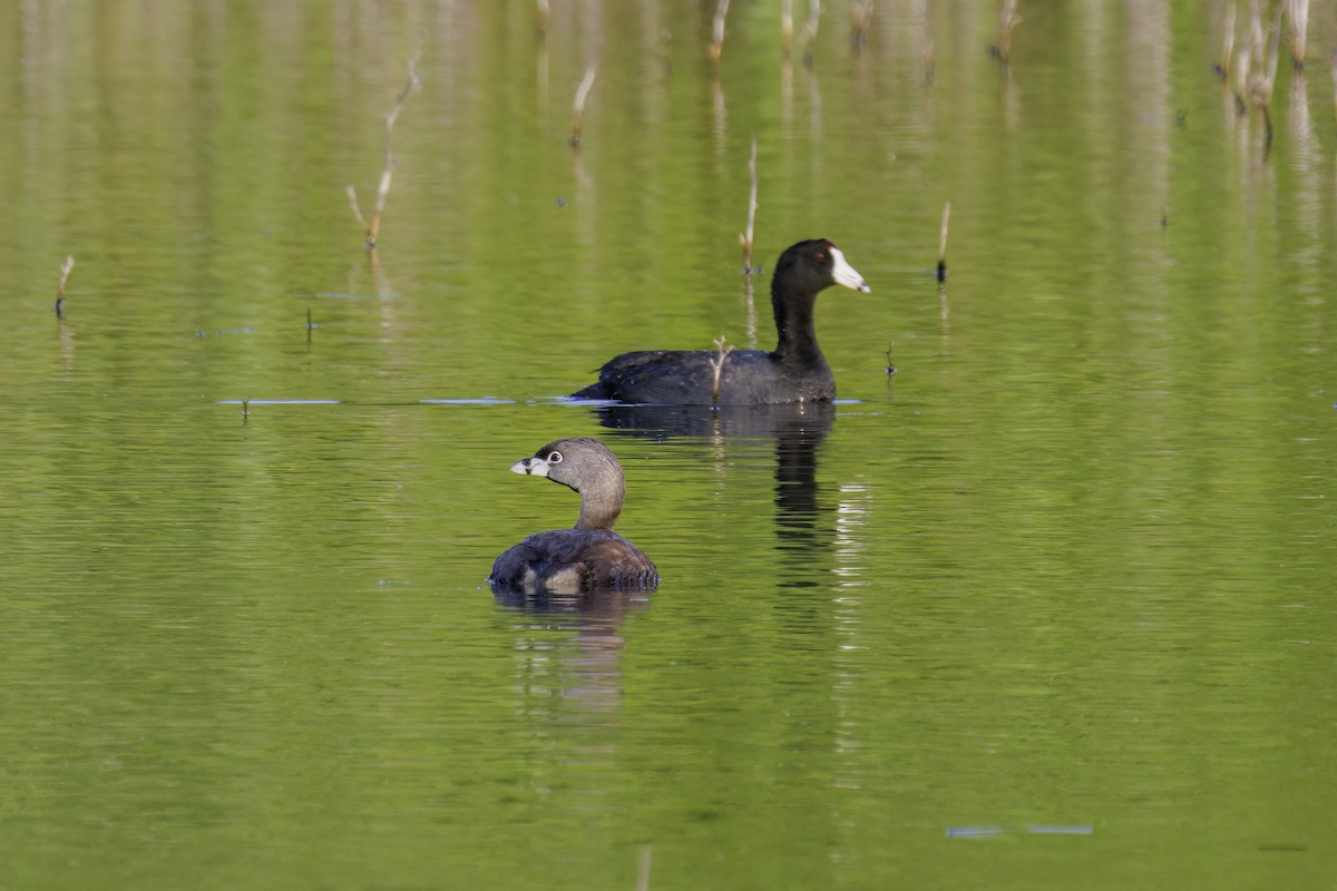 Pied-billed Grebe - ML618469245