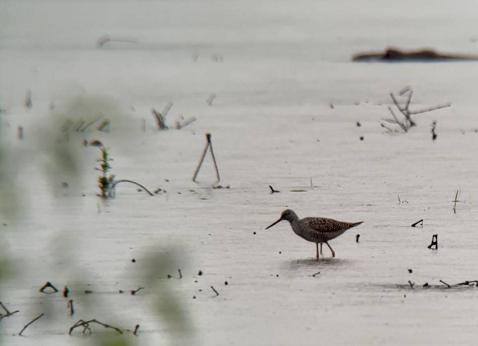 Greater Yellowlegs - ML618469247