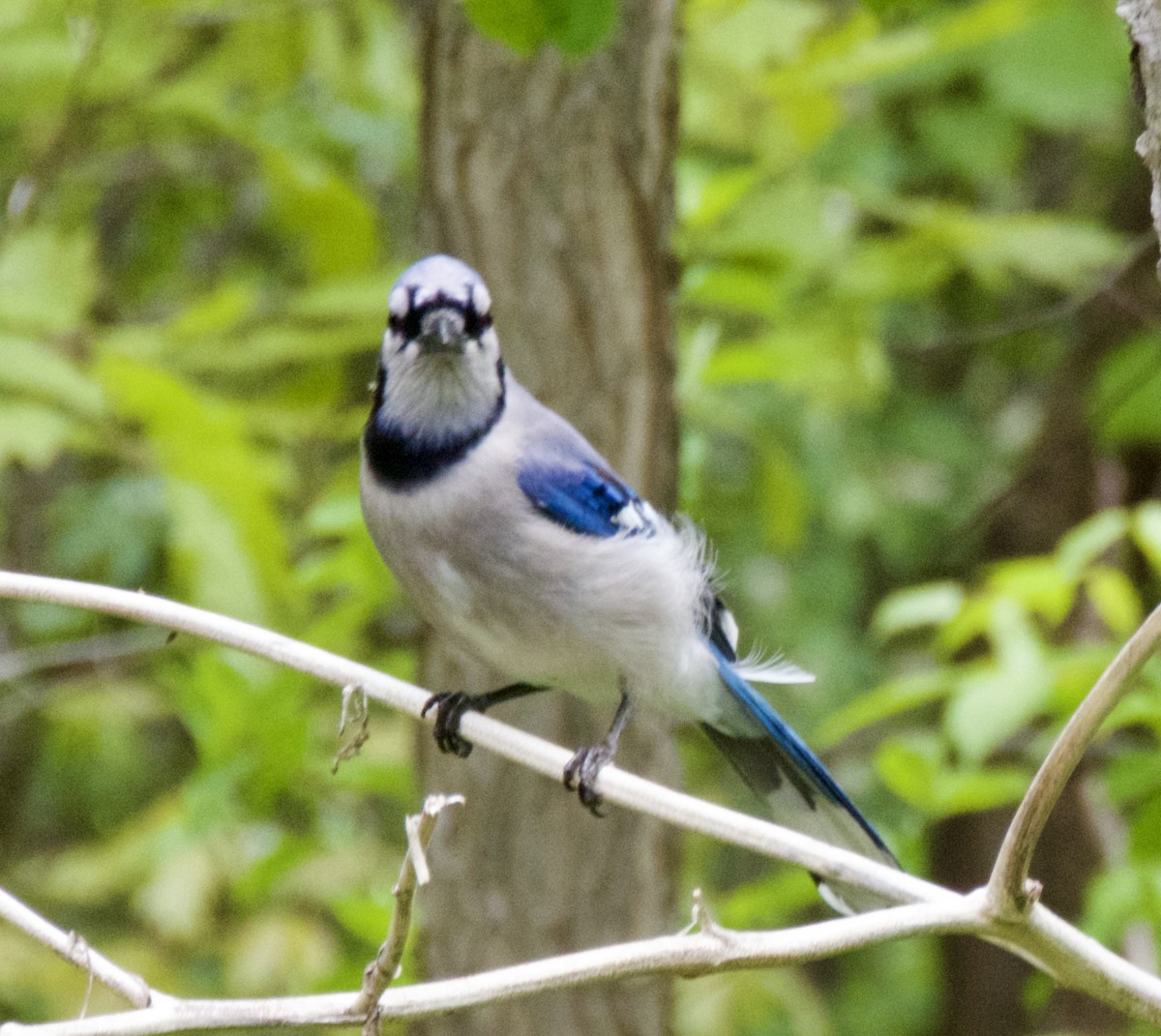 Blue Jay - Randy Bumbury