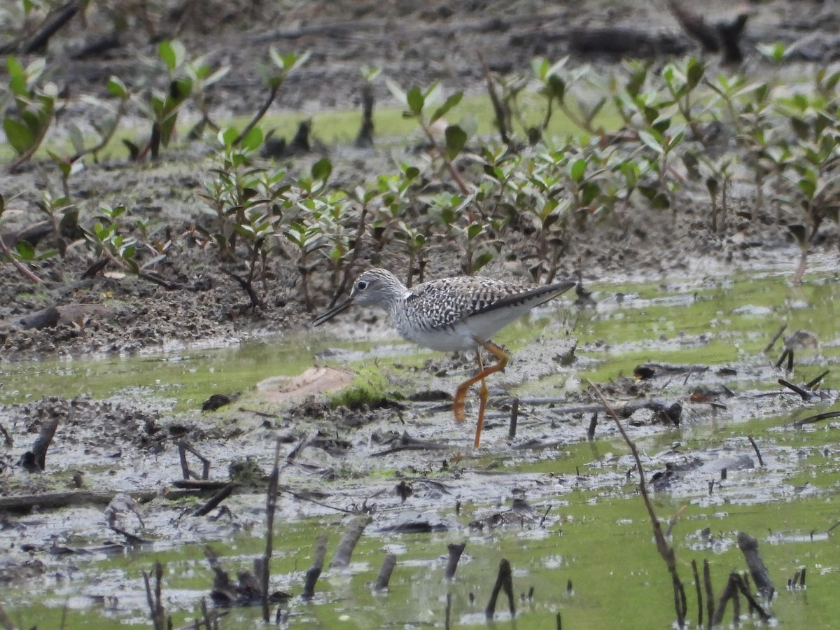 Lesser Yellowlegs - Walter Calhoun