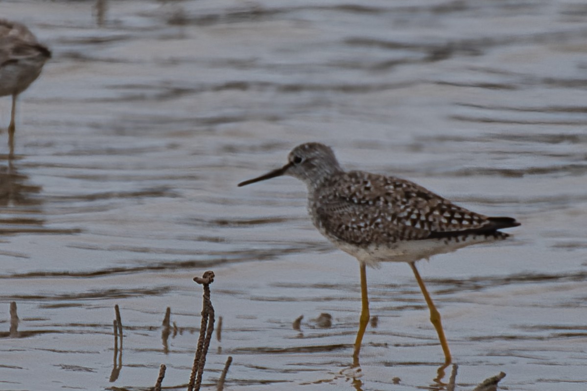 Lesser Yellowlegs - ML618469255