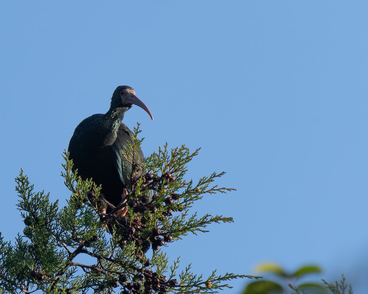 Bare-faced Ibis - ML618469259