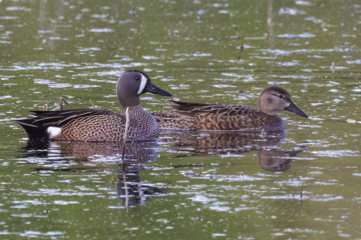 Blue-winged Teal - Dennis Miller