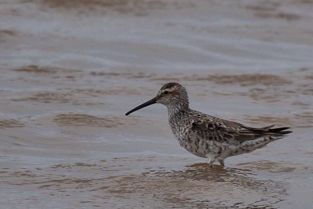 Stilt Sandpiper - ML618469265
