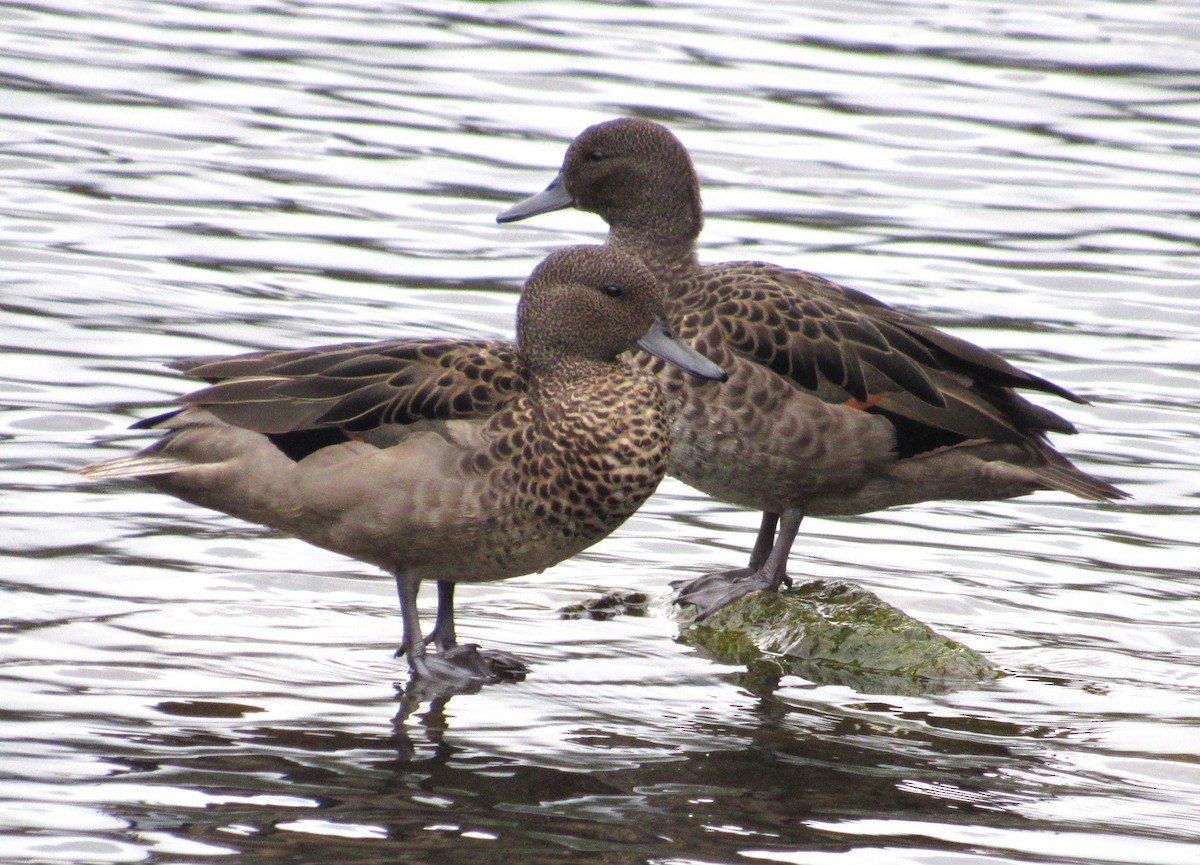 Andean Teal - Julie  Michael