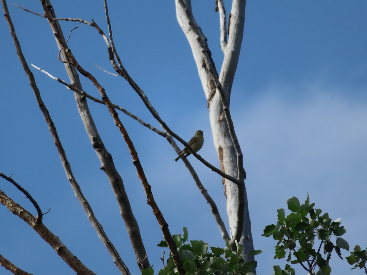 Plumbeous Vireo - carolyn spidle