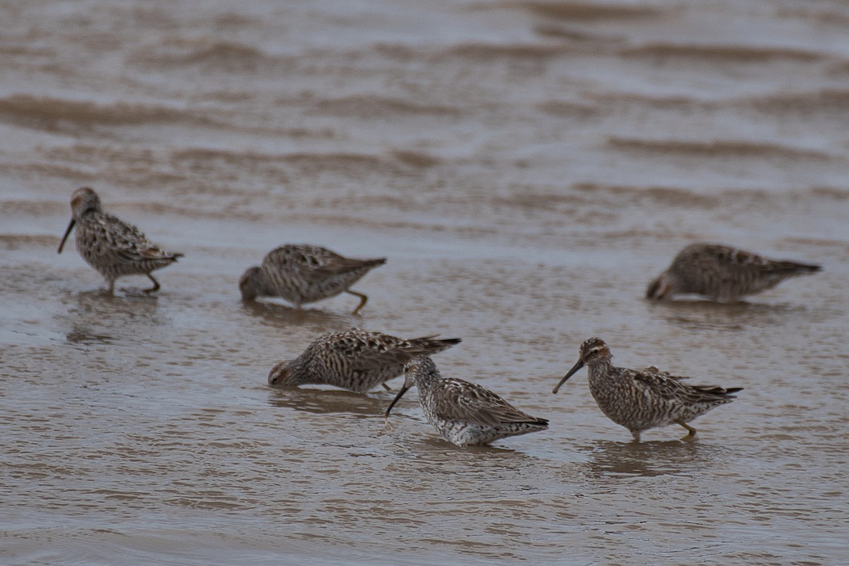 Stilt Sandpiper - ML618469280