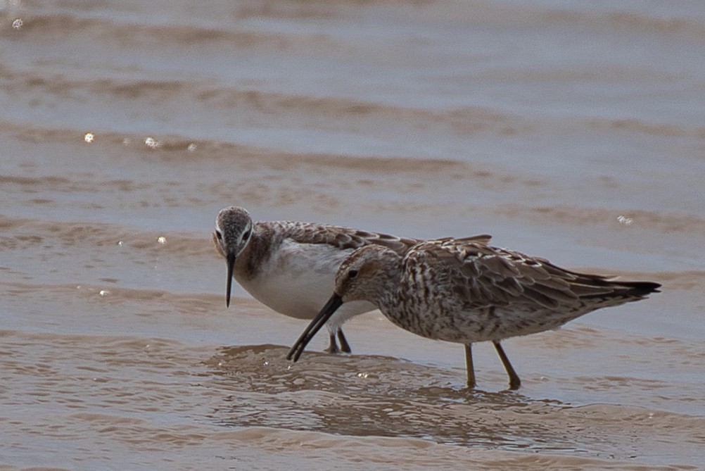 Stilt Sandpiper - ML618469302