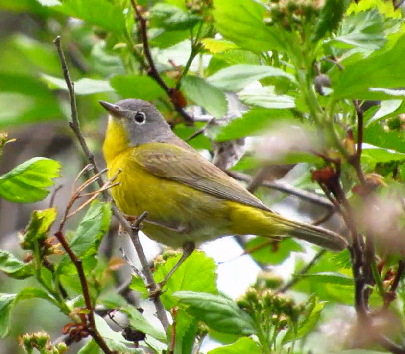 Nashville Warbler - Eric Ray