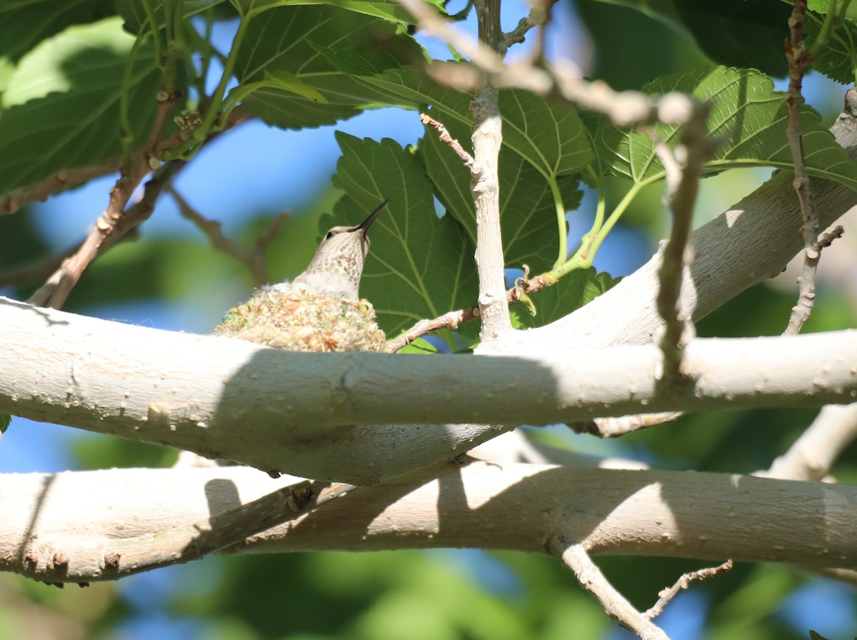 Colibrí de Anna - ML618469345