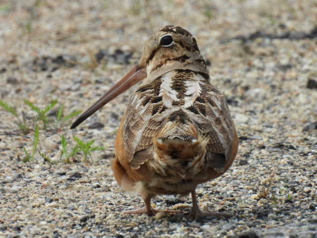 American Woodcock - Joe McGill