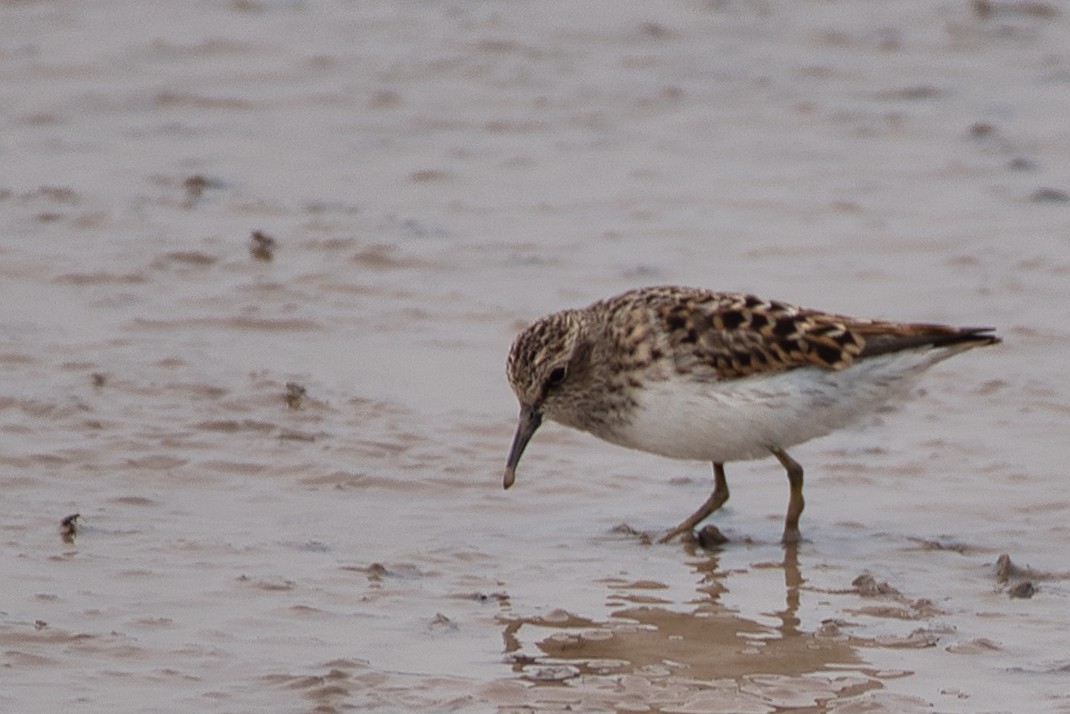 Least Sandpiper - ML618469371