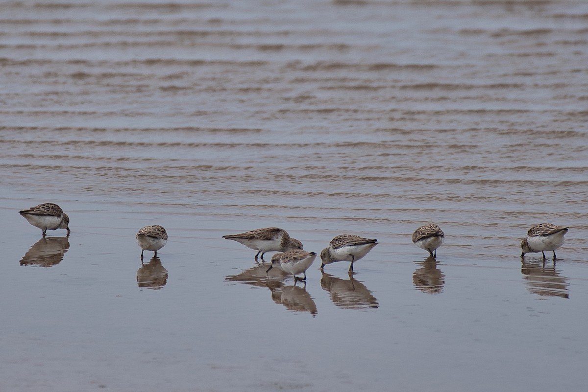 Least Sandpiper - ML618469384