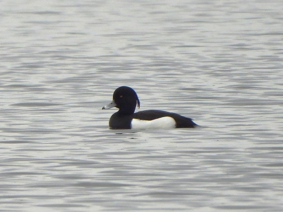 Tufted Duck - ML618469389