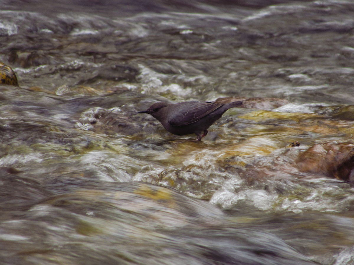 American Dipper - ML618469402