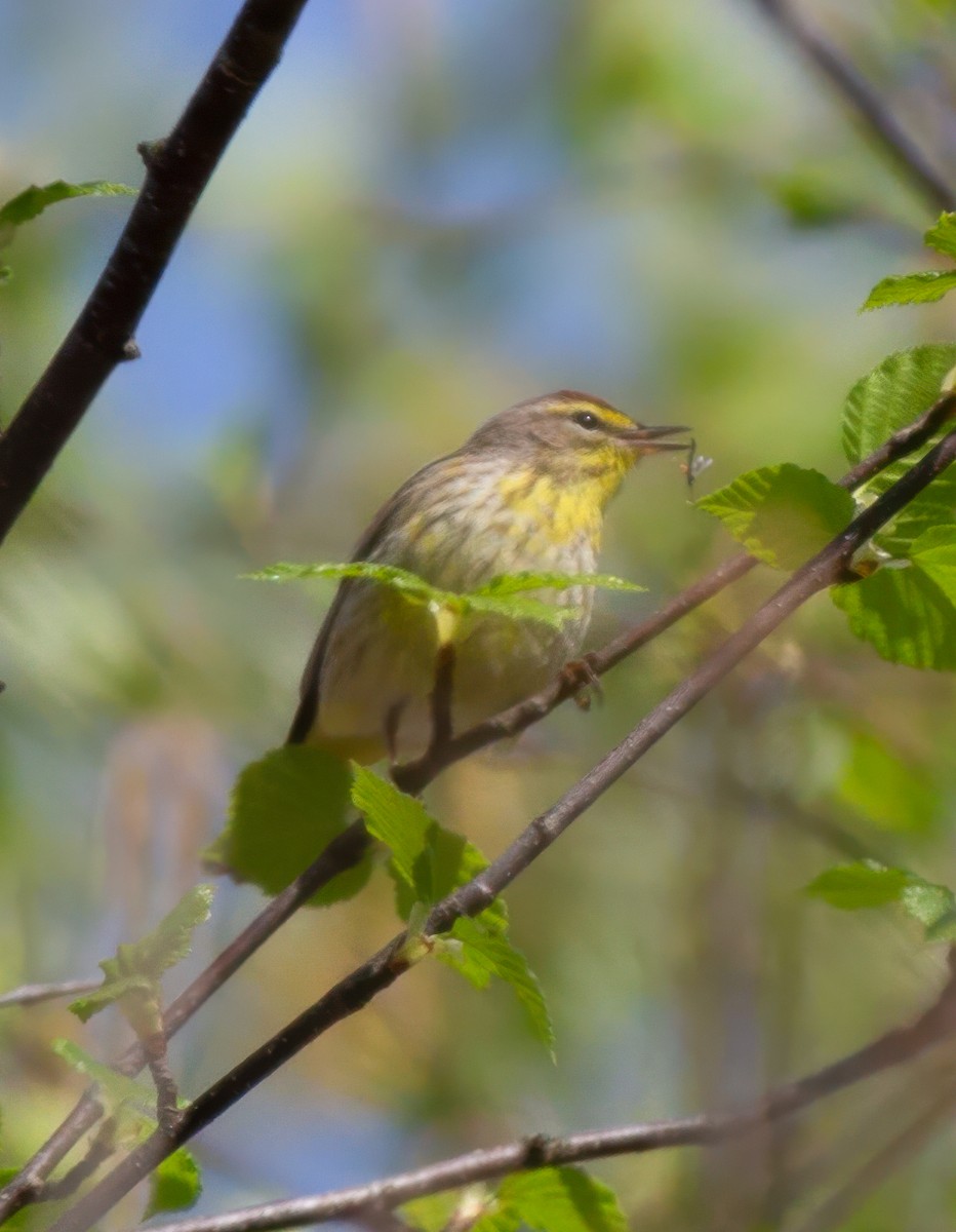 Palm Warbler - Pamela  Bevelhymer