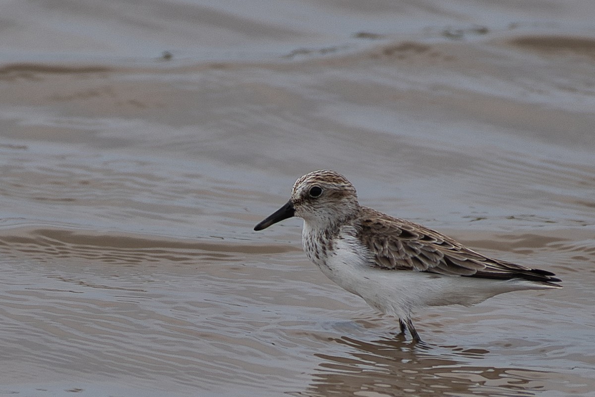 Semipalmated Sandpiper - ML618469404