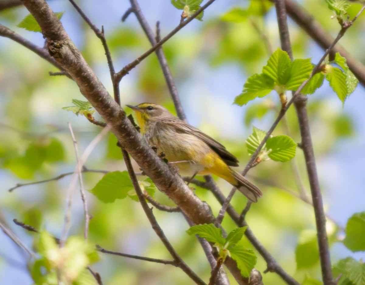 Palm Warbler - ML618469415