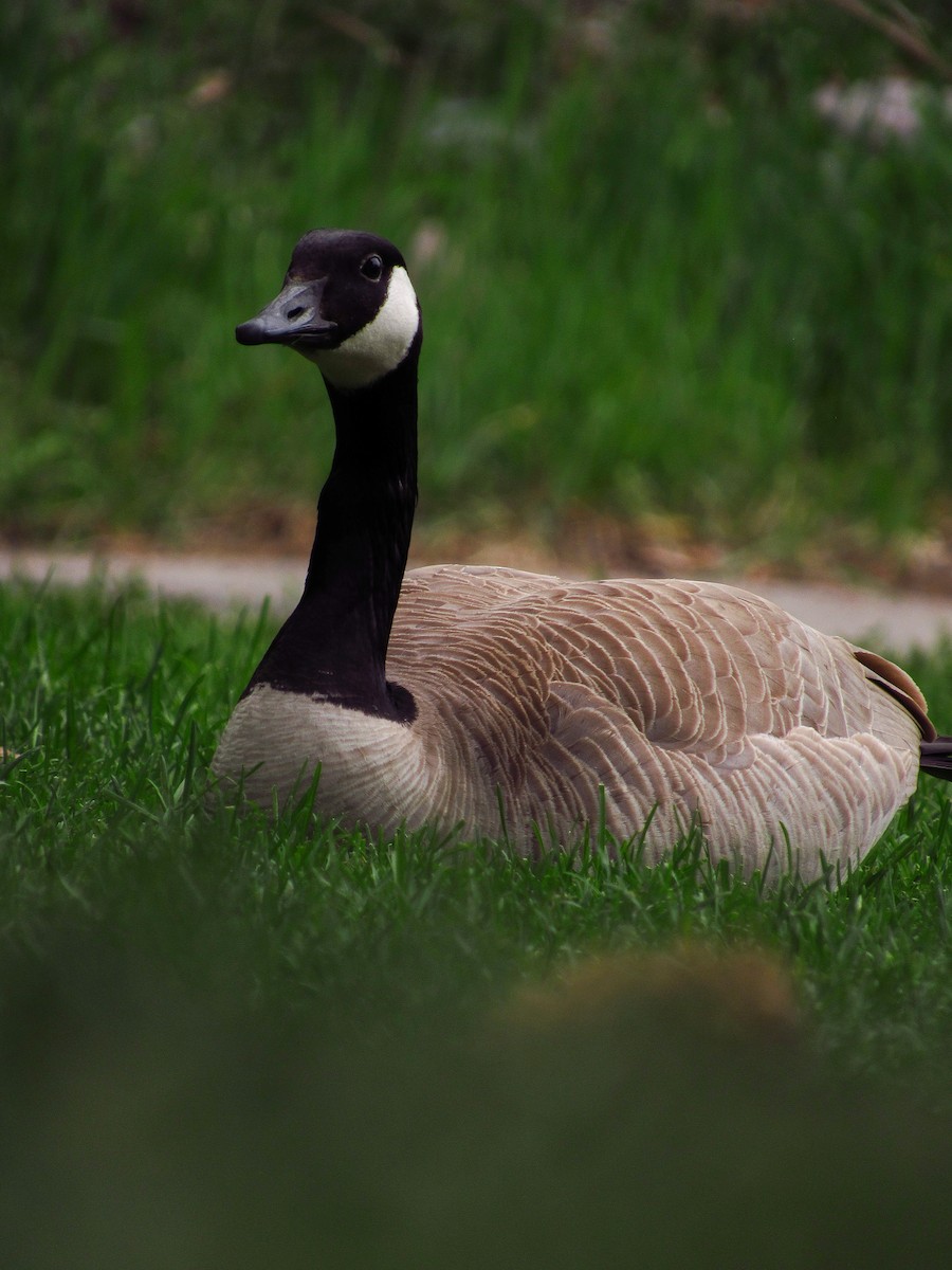 Canada Goose - Eric Ray