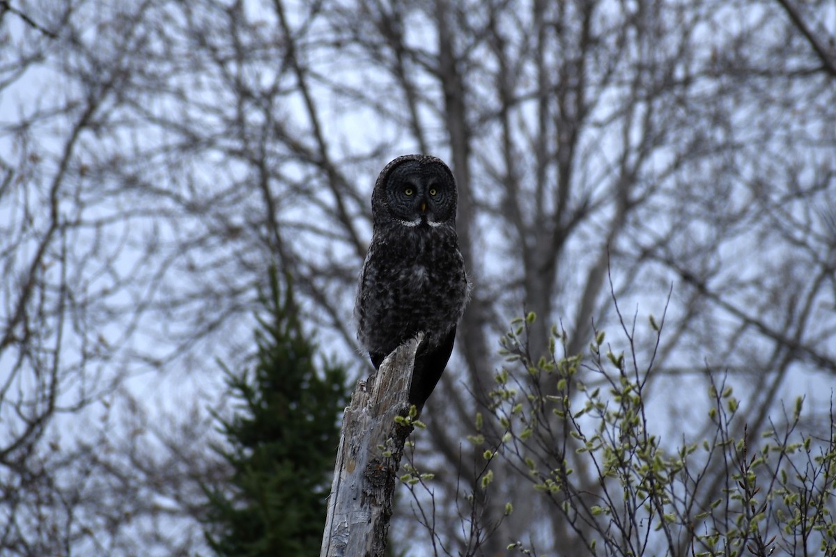 Great Gray Owl - ML618469419