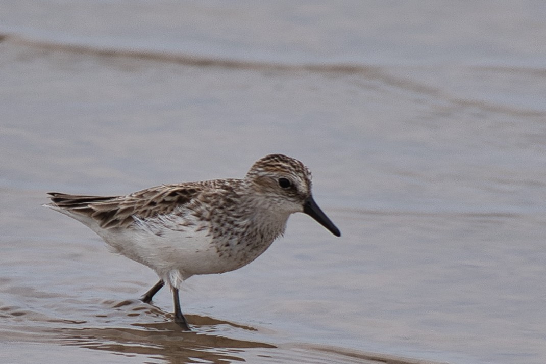 Semipalmated Sandpiper - ML618469429