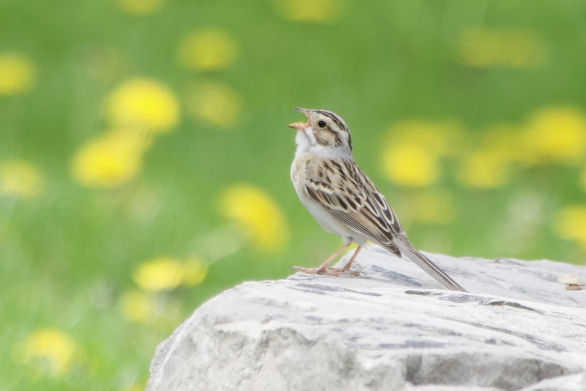 Clay-colored Sparrow - ML618469452