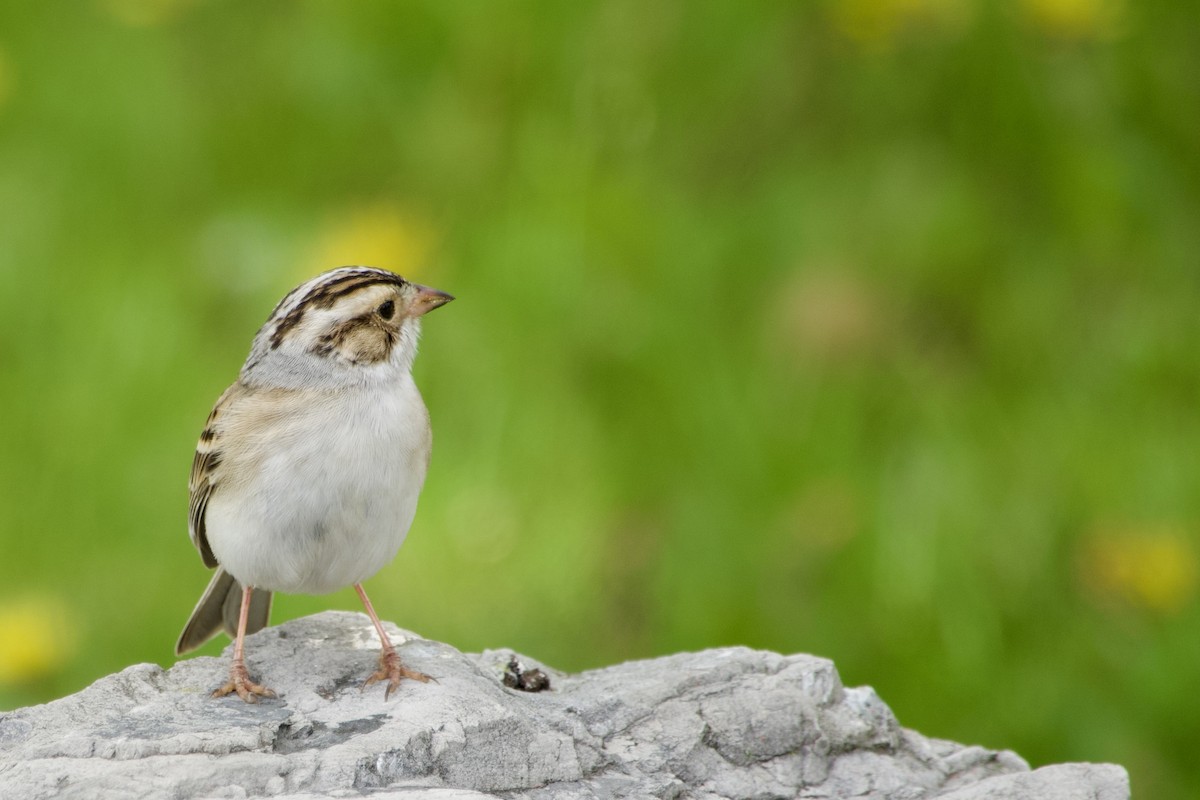Clay-colored Sparrow - ML618469453