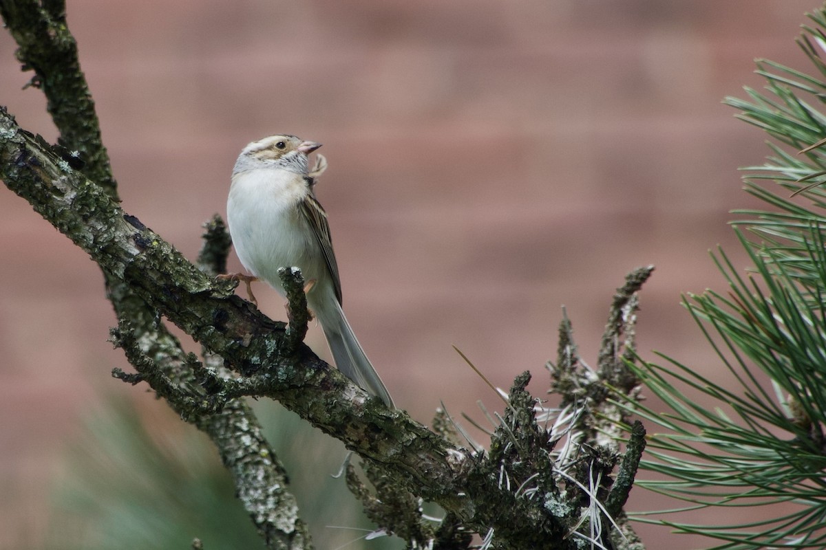 Clay-colored Sparrow - ML618469454