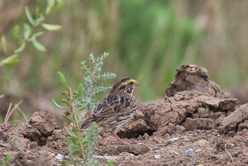 Savannah Sparrow - ML618469456