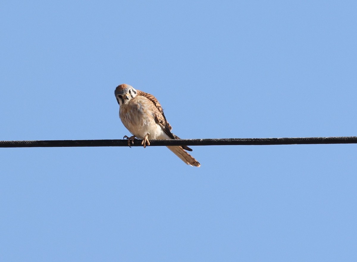 American Kestrel - Amanda Gaskin