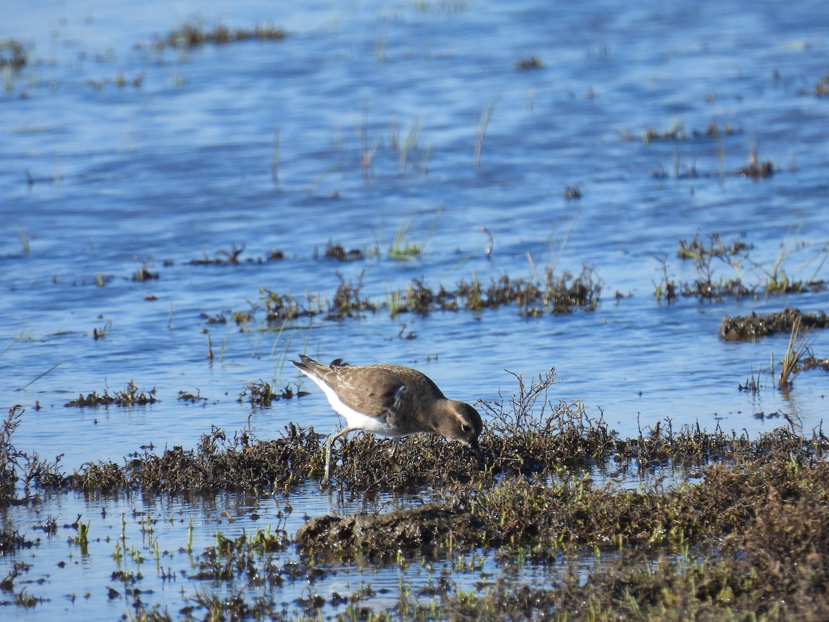 Rufous-chested Dotterel - ML618469493