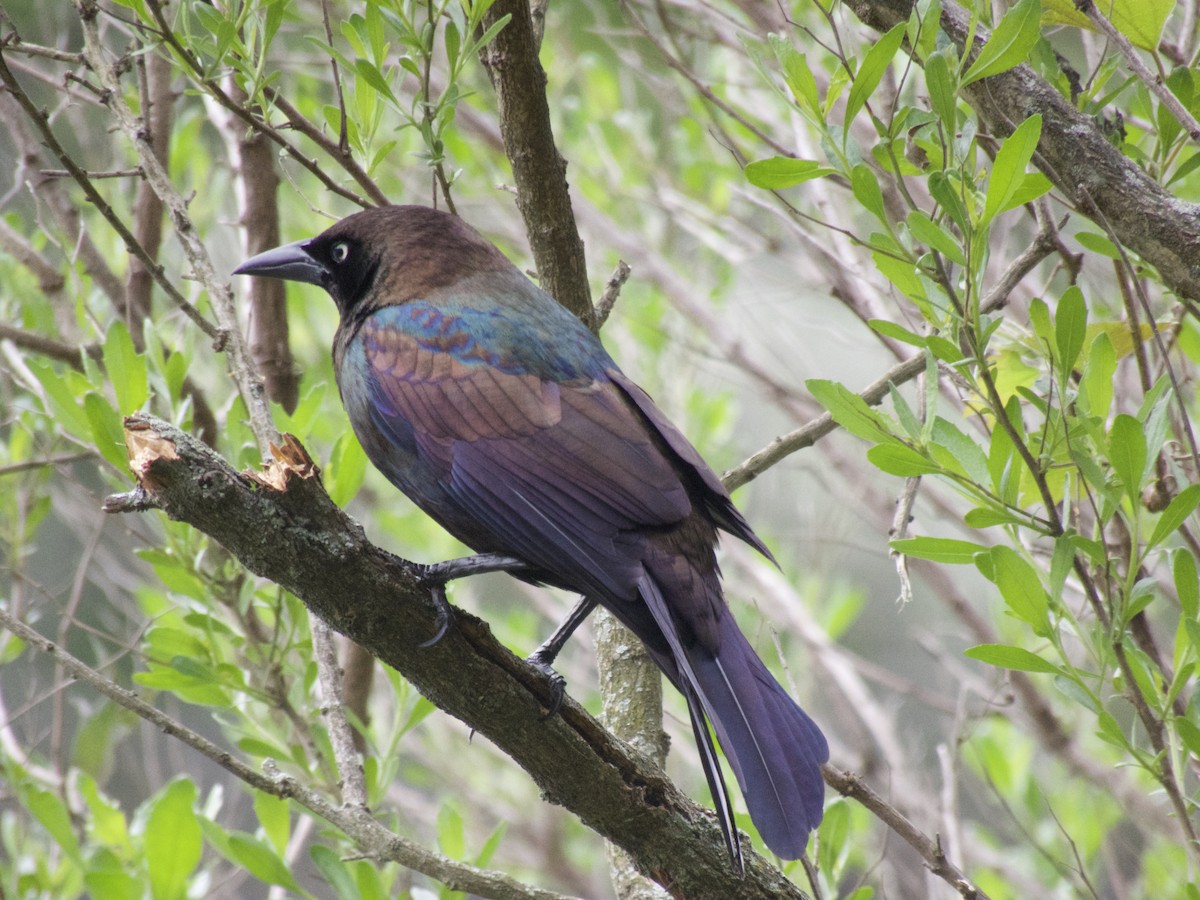 Common Grackle - ML618469500