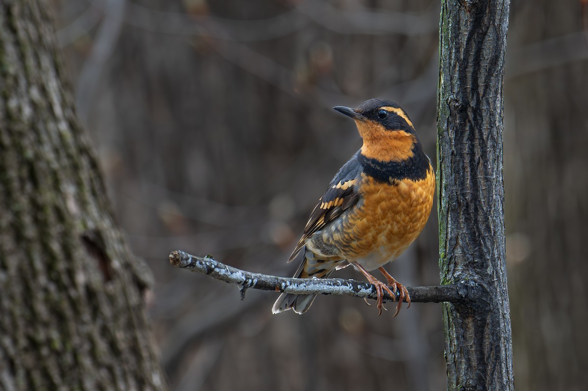 Varied Thrush - ML618469501