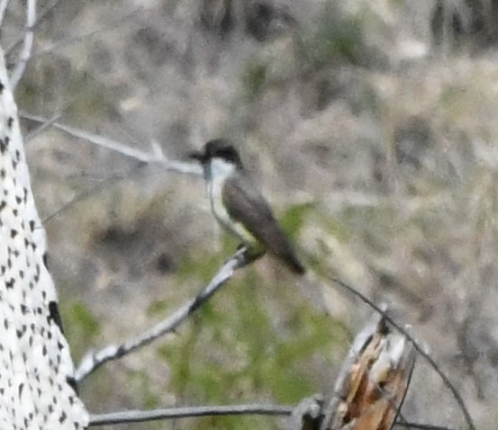 Thick-billed Kingbird - ML618469520