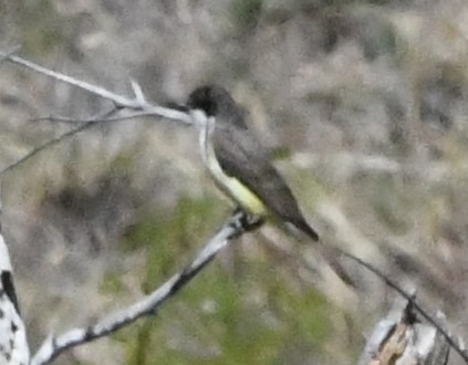 Thick-billed Kingbird - ML618469521
